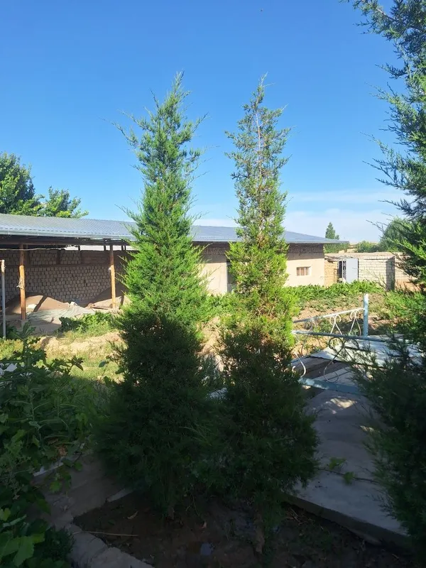 Archa sotiladi bo'yi 2.5 metr oldingi yil ekkanman — фото 5