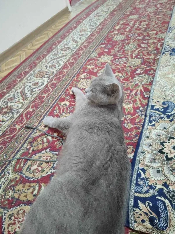 кошка скоттиш-страйта продаётся 2 кошка скоттиш-страйта продаётся 2