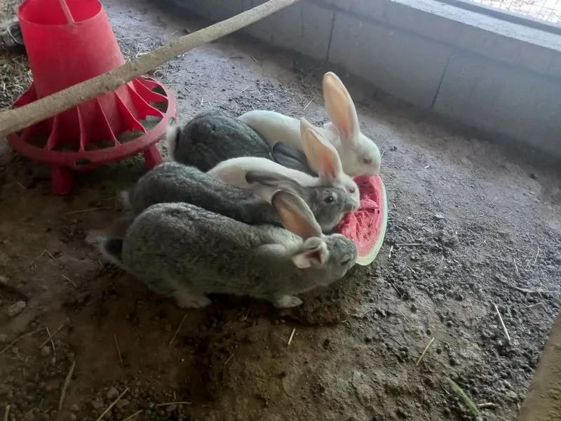 Quyonlar sotiladi 1 Quyonlar sotiladi 1