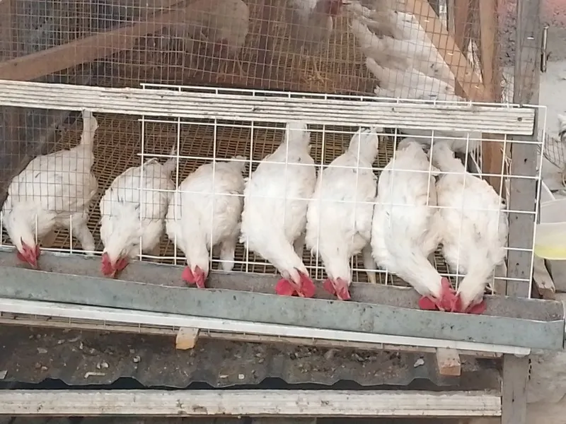 Xoʻrozlar sotiladi 1 Xoʻrozlar sotiladi 1