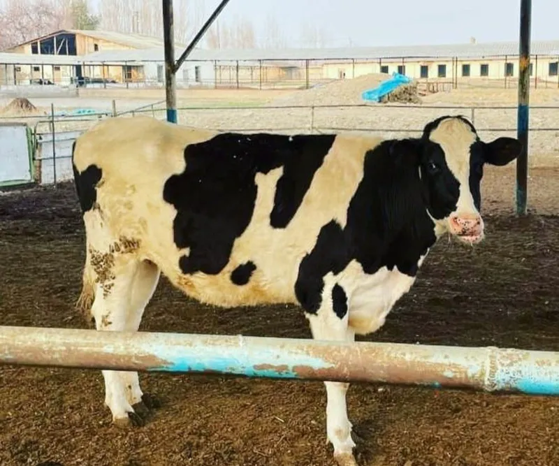 Молочный скот 1 Молочный скот 1