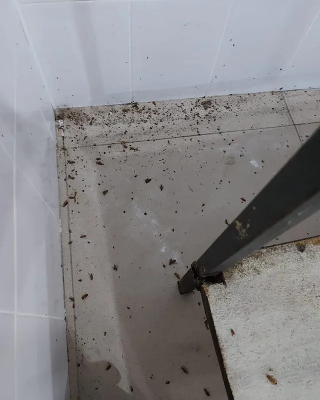 Tez yordam — Klop, Tarakan, Bedbug Dezinfeksiya Navoiy — фото 3