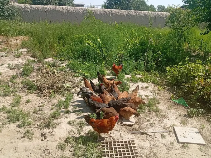 Продаються домашние куры