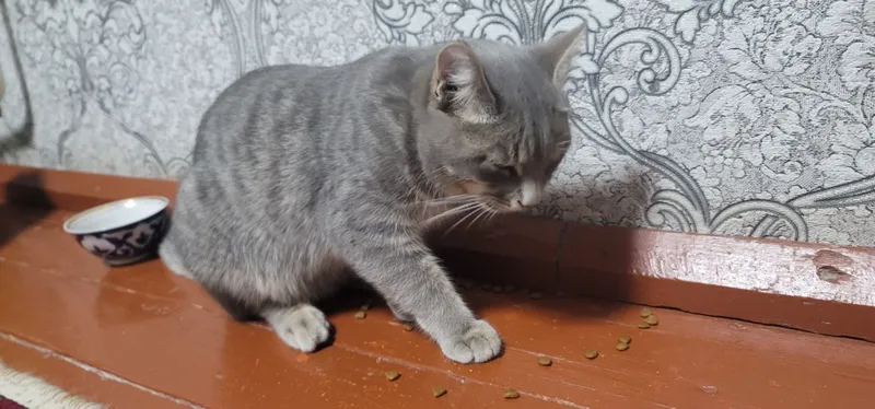 Отдадим кота в хорошие руки, кот находится в Янгиюле — фото 5