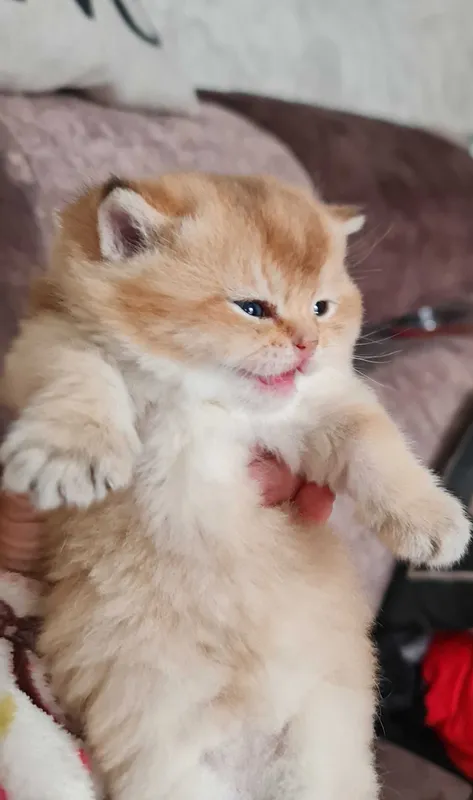 Британская короткошерстная. Котята — фото 1