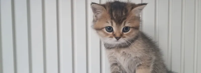 Продаются котята британской породы! 3 Продаются котята британской породы! 3