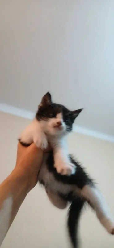 Mushuk bolachasi öğıl bolacha — фото 2