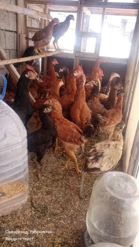 Tovuklar va xorozlar sotiladi optom srochna 1 Tovuklar va xorozlar sotiladi optom srochna 1