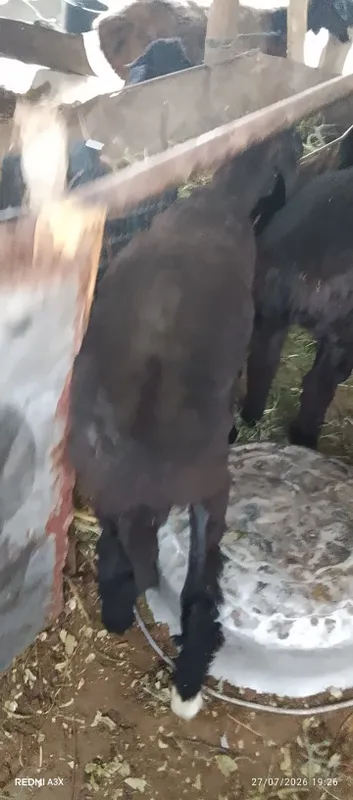 Bara 6 oyli moda bara 1 Bara 6 oyli moda bara 1