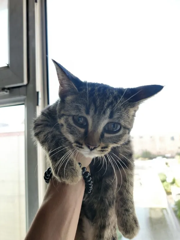 Бенгальский кот, приучен к дому 2 Бенгальский кот, приучен к дому 2