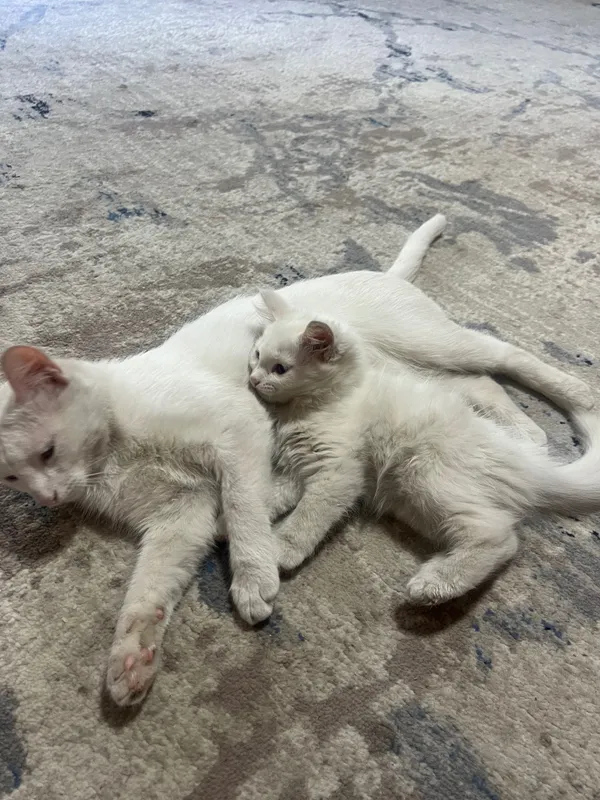 Tekinga beriladi 1 Tekinga beriladi 1