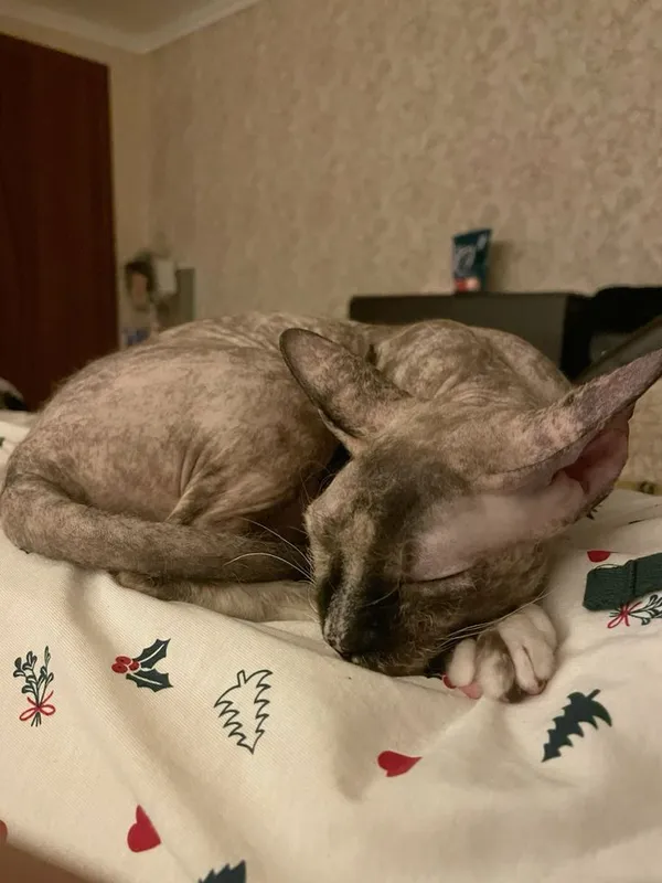 Кошка Донской сфинкс 1 Кошка Донской сфинкс 1
