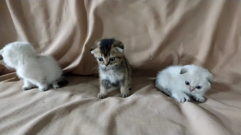 Очаровательные шотландские котята в добрые руки! 1 Очаровательные шотландские котята в добрые руки! 1