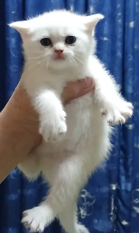 Фолды и британцы котята — фото 6