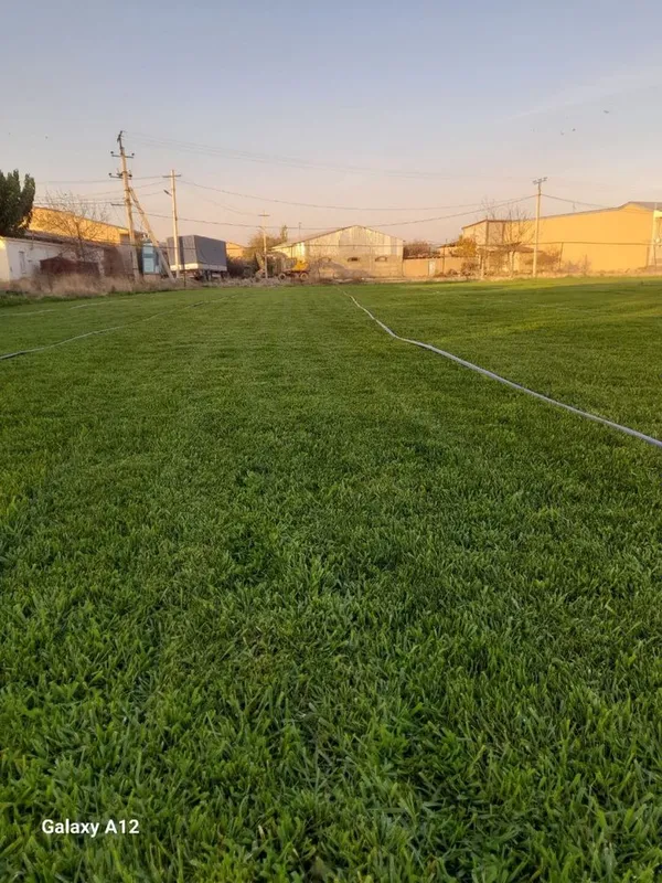 Gazon bor katta miqdorda Samarqand buylab