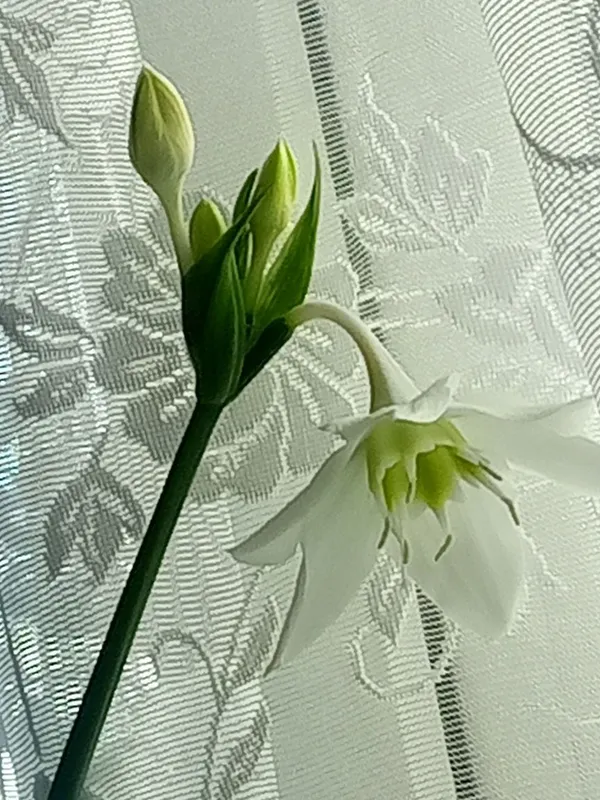 Продам амазонскую лилию. 2 Продам амазонскую лилию. 2