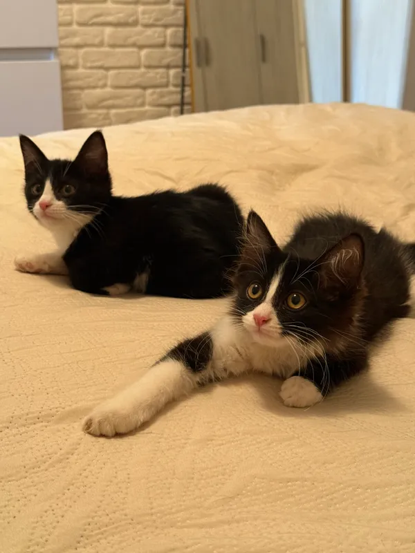 Котята в добрые руки! 7
