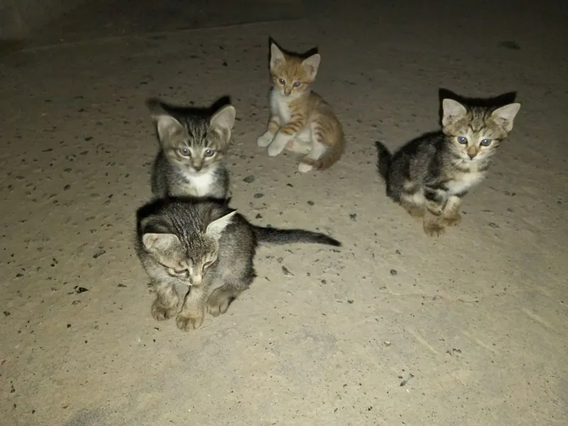 Милые котята в хорошие руки — фото 2 Милые котята в хорошие руки — фото 2