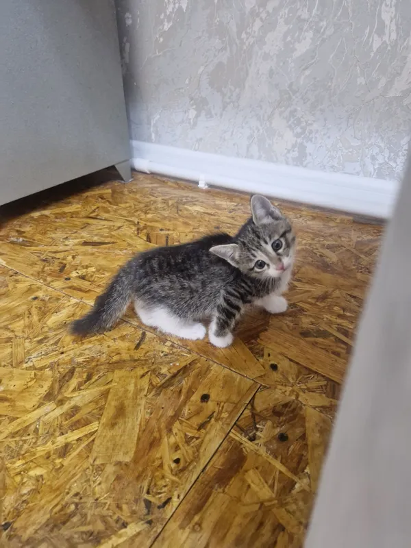 Бесплатно отдам котят домащних в хорошие руки 4