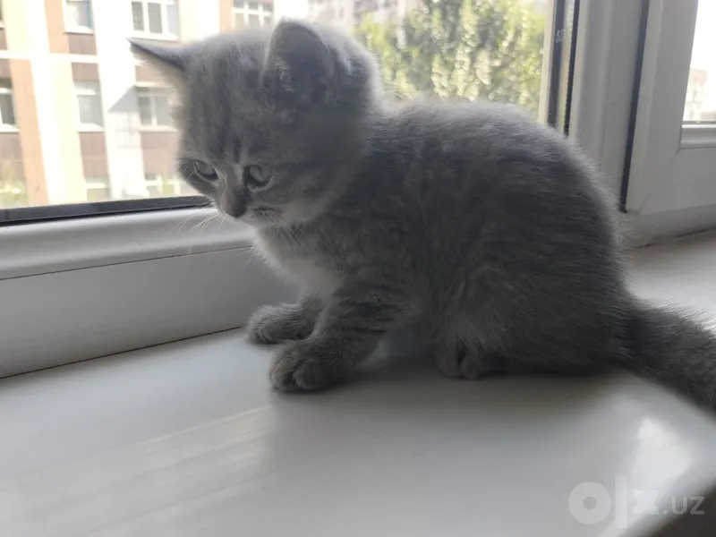 Продаётся котёнок. 2 Продаётся котёнок. 2