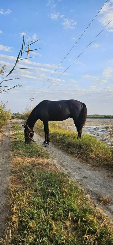 Қорабайир зотли от