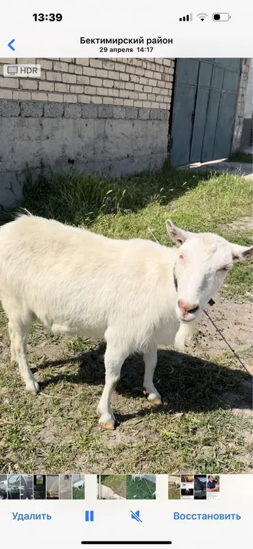 Zanin echki sutlik 3 litir sut olingan 2 ta — фото 2