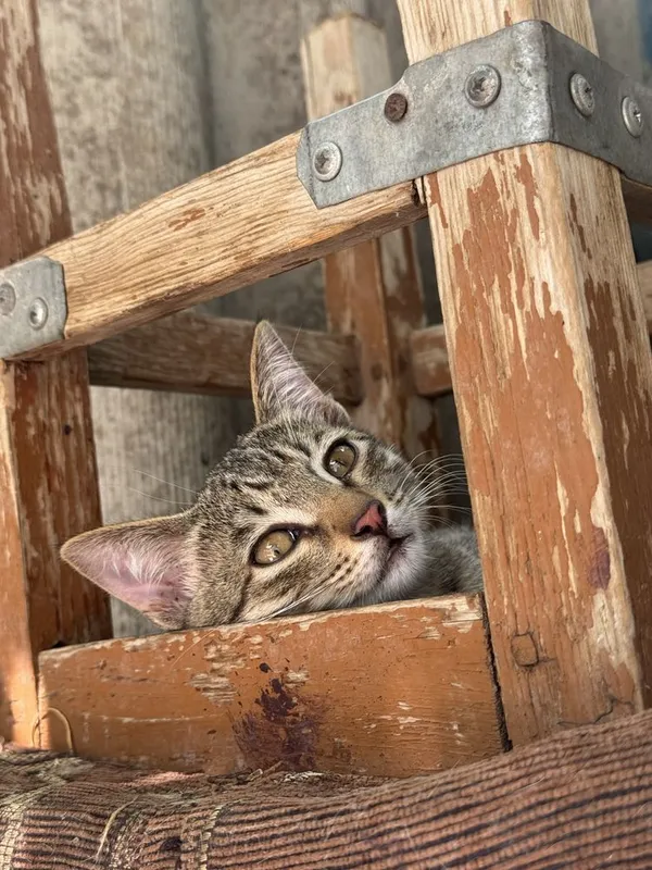 Котята простой породы — фото 2