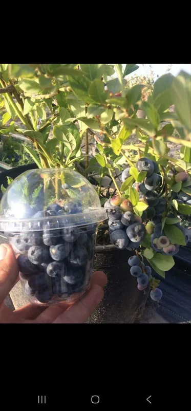 Galubika ko'chatlari Turkiya navi