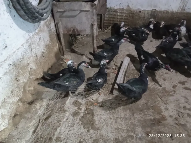 Indukutka Индук утка сотилади — фото 4