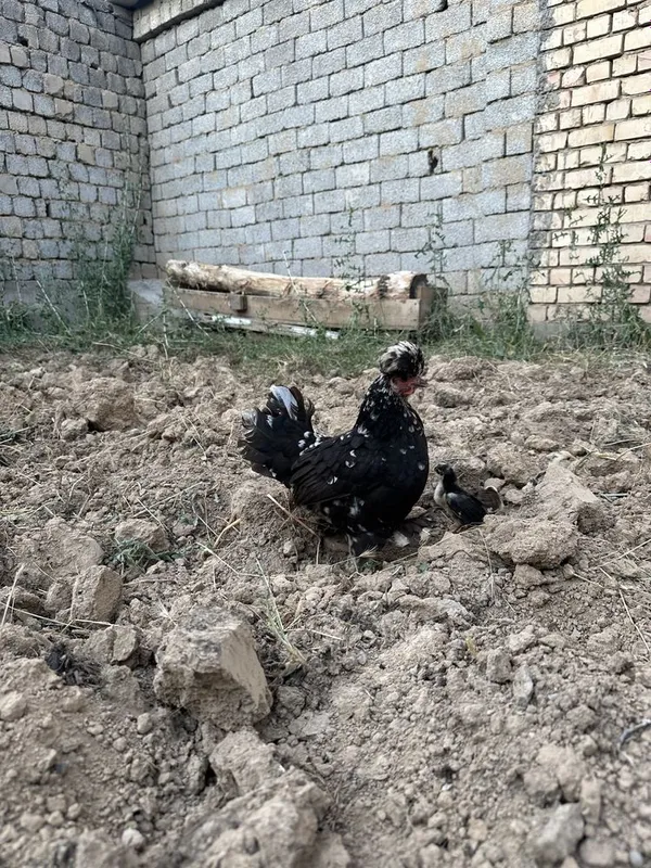 yapon tovuq jojalari bilan