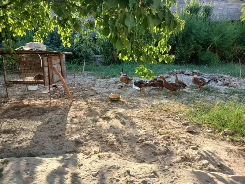 Урдаклар сотилади 12. 13 та кичкина болалари бор 2та она урдак 6