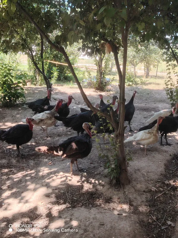 Erkak indyuklar sotiladi 6