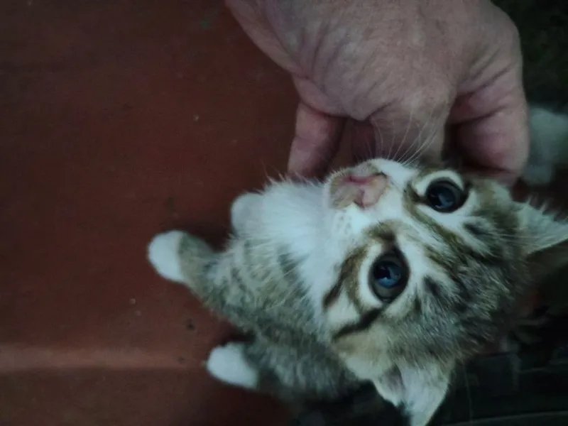 Котята 5 штук отдам в хорошие и добрые руки 1 Котята 5 штук отдам в хорошие и добрые руки 1