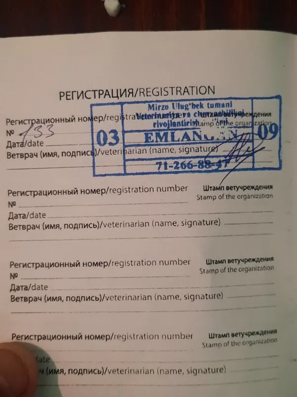 Пёс доберман, 6 месячный