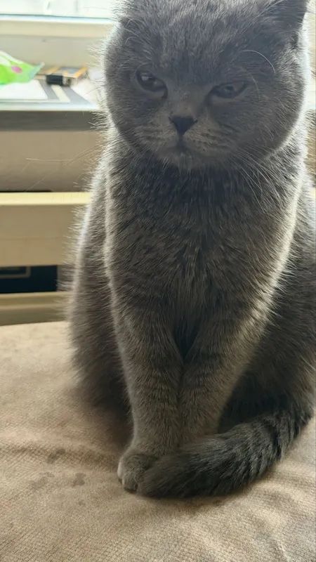 Продается кошка скоттиш девять месяцев