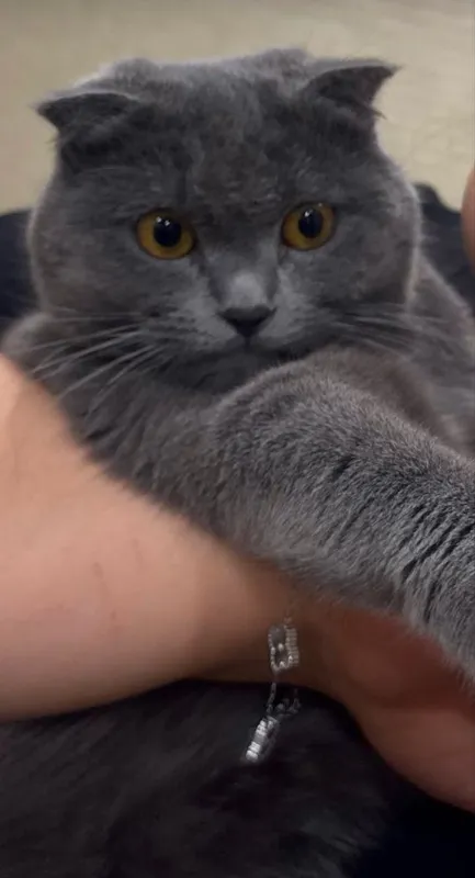 Котёнок Scottish Fold 4 Котёнок Scottish Fold 4