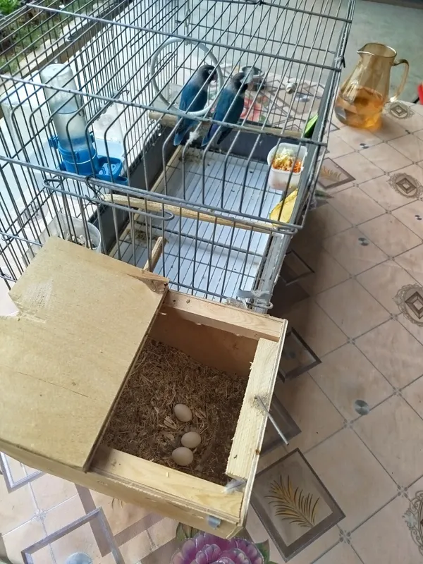 Канарейка 2 та мода, Тутикуш пара — фото 3