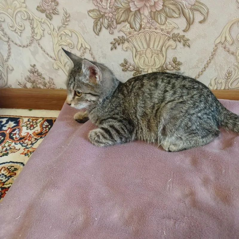 Котята бесплатно — фото 3