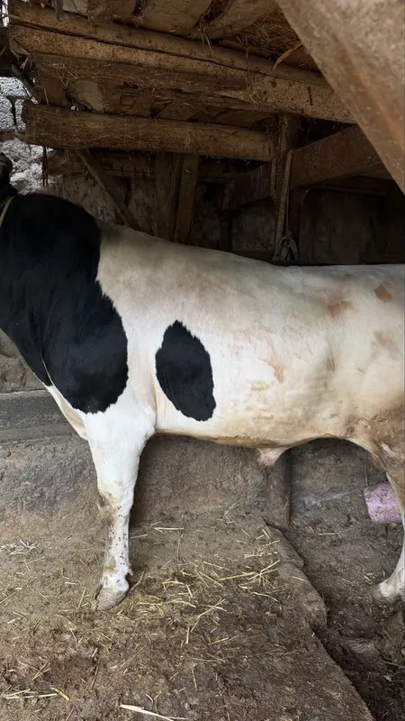 Mesni honadonda boqilgan buqa — фото 3