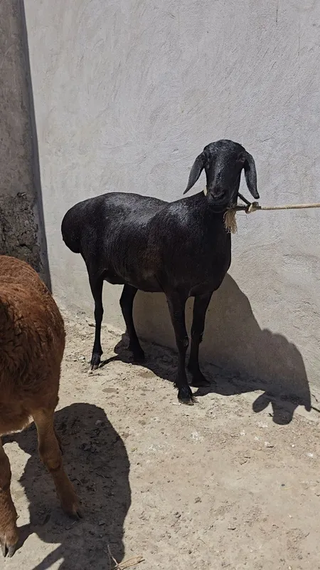 Arashan ona bola 1
