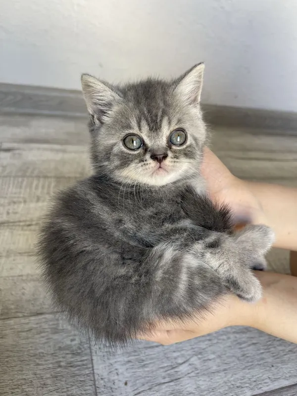 Продается пародистые котята — фото 1
