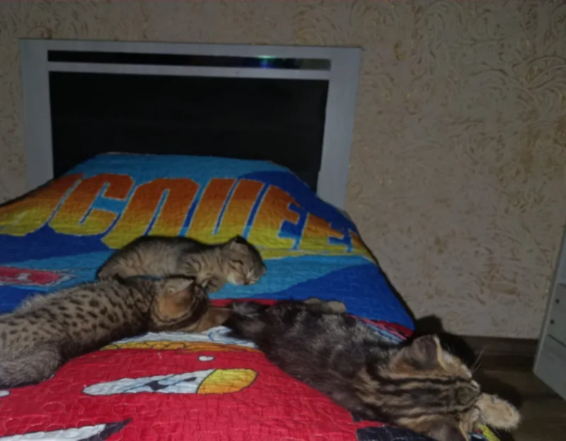 Mushuk bolalari scottish straight×scottish fold — фото 2