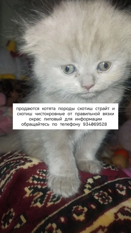 котята шотландцы чистокровные — фото 2