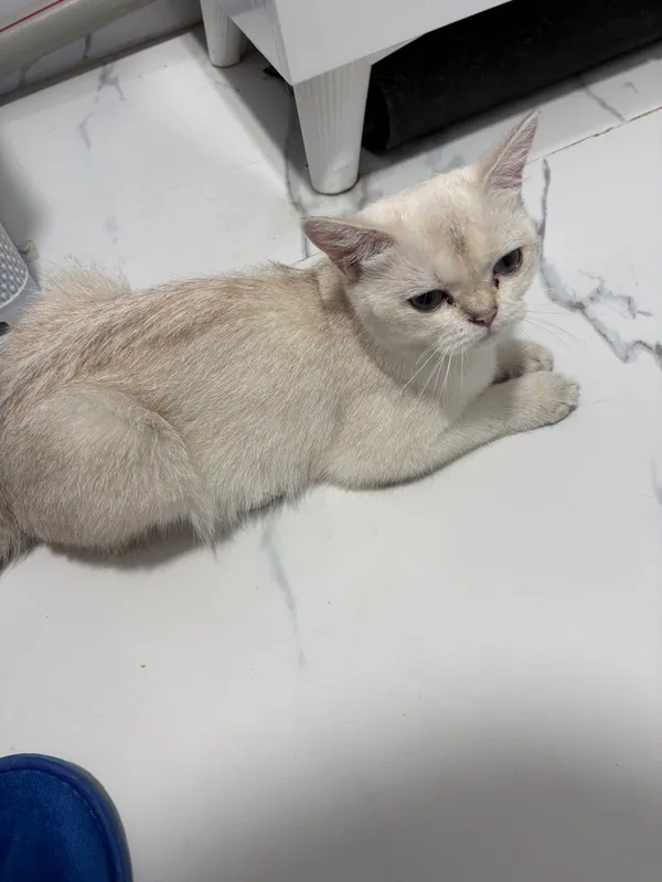 продаётся кошка серебристая шиншилла — фото 3