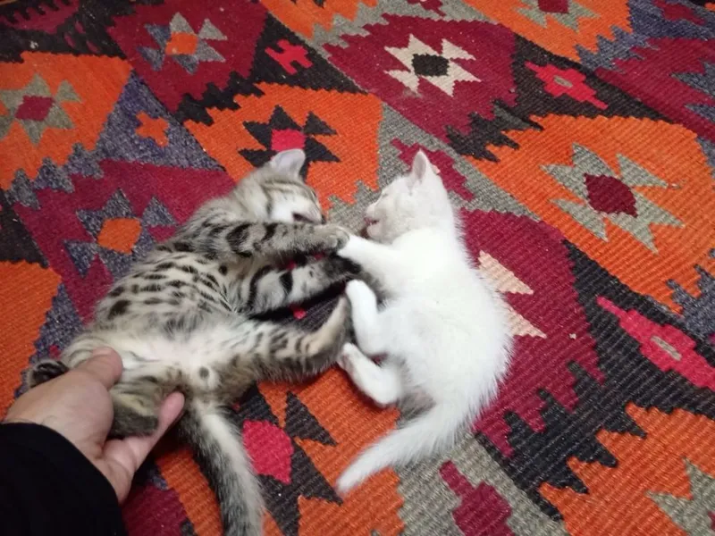 отдаются котята в добрые руки — фото 4