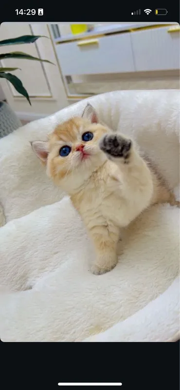 Скотиш фолд 2ойли — фото 4