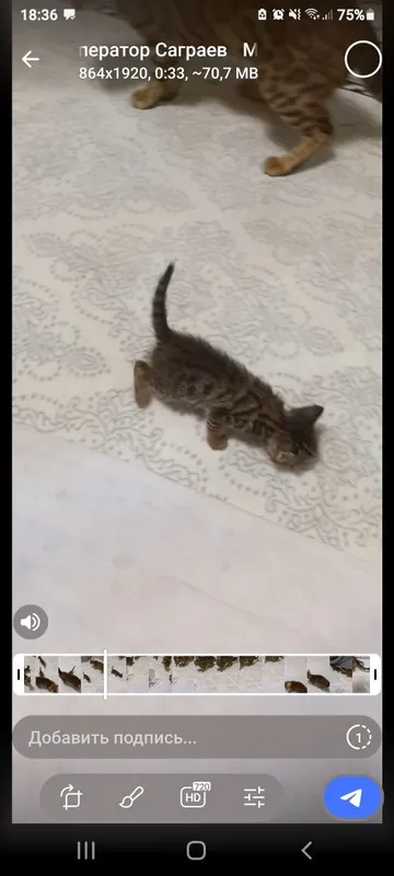 Toza zotli Bengal qiz bola 1 Toza zotli Bengal qiz bola 1