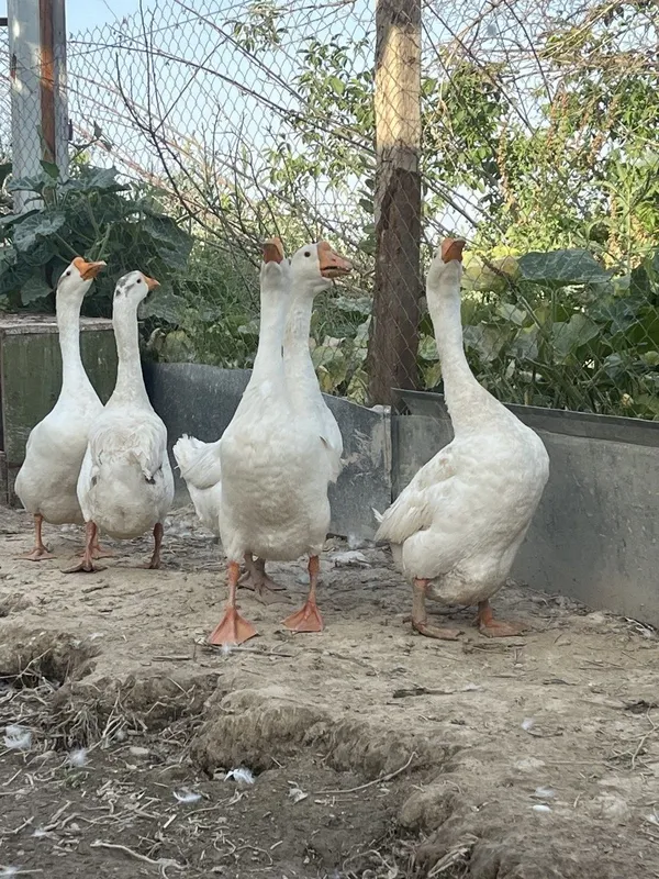 Goz sotiladi soglom 2