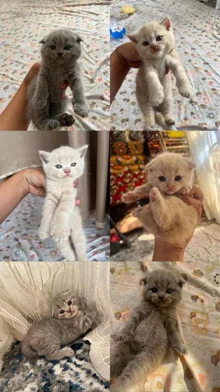 Mushukcha sotiladi srochni 1 Mushukcha sotiladi srochni 1