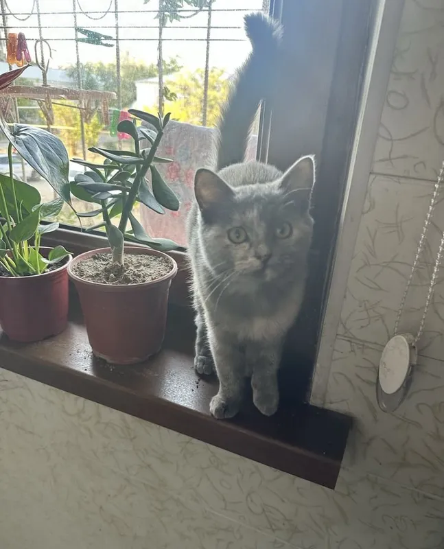 Uy mushuki,seriy svet 2